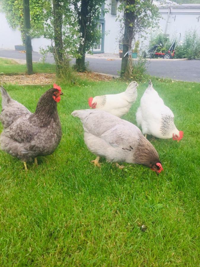 Graisin Leilighet Kilkenny Eksteriør bilde